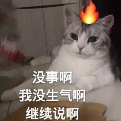 猫猫