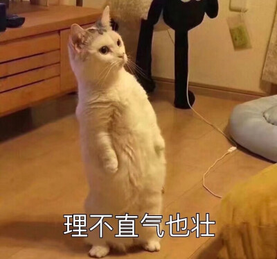 猫猫