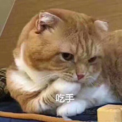 猫猫