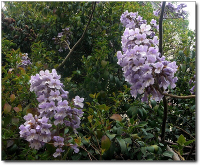 【街拍】泡桐花开 (大胡同口)