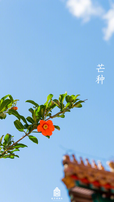 紫禁城【己亥•芒种】“芒种榴花照眼明” 照片文字取自@故宫博物院