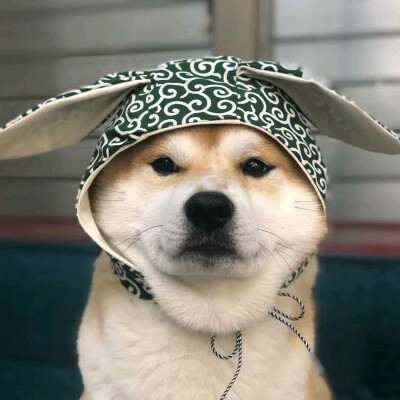 柴犬