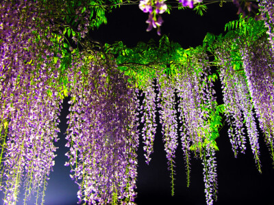 紫藤花雨滿天地