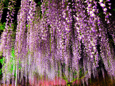 紫藤花雨滿天地