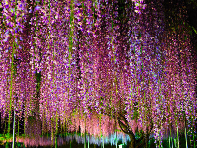 紫藤花雨滿天地