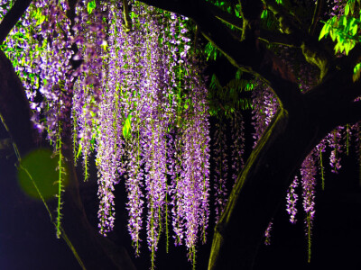 紫藤花雨滿天地