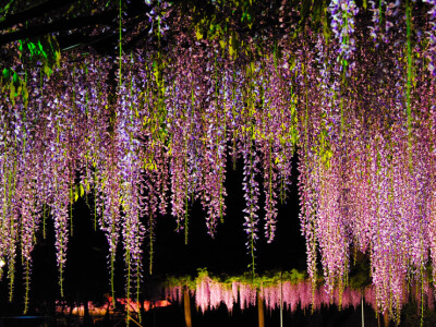 紫藤花雨滿天地