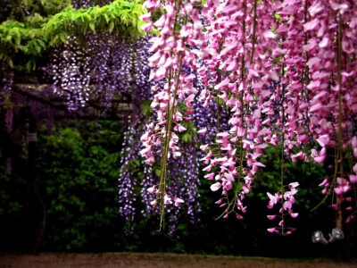 紫藤花雨滿天地