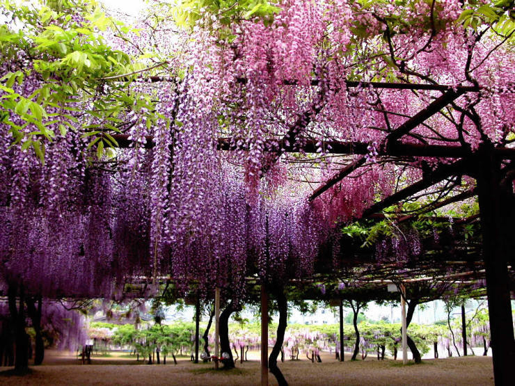 紫藤花雨滿天地