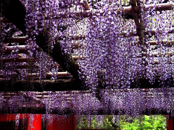 紫藤花雨滿天地