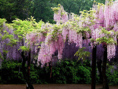 紫藤花雨滿天地