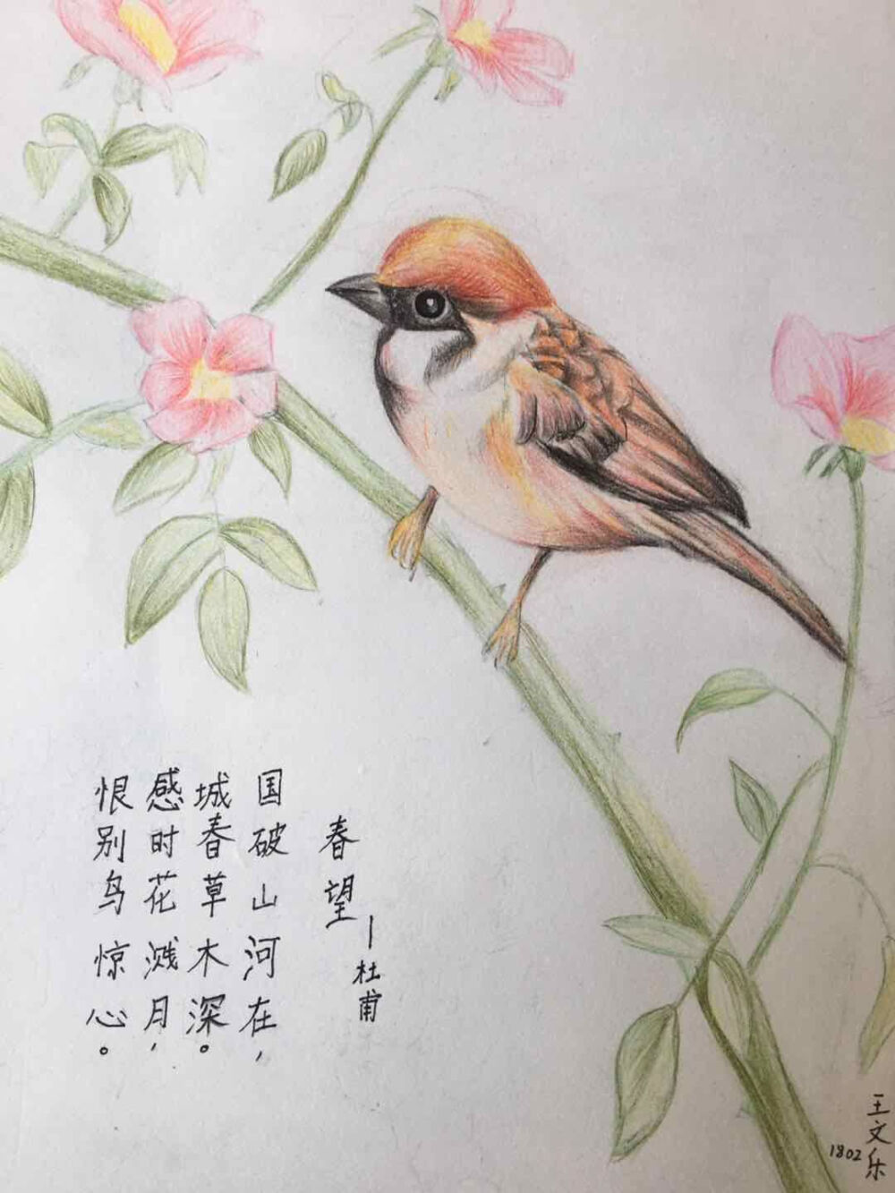 彩铅画