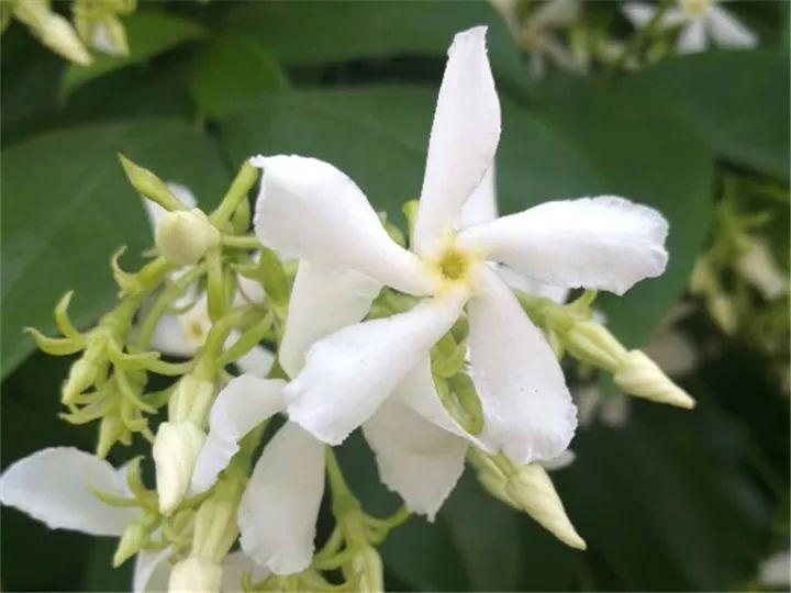 仔细看风车茉莉的花，还像是佛家里的“卍”，据说这个符号也有吉祥、永恒之意，读音通“万”字，所以风车茉莉还被叫做万字花。