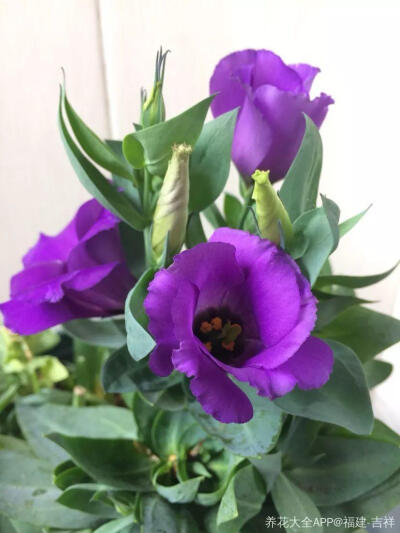 洋桔梗在花店里很常见，其实咱们自己就能种，它4-11月都能开花，主要花期在夏秋季节，盆栽比鲜花划算多了。