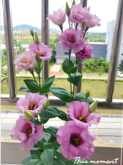 洋桔梗在花店里很常见，其实咱们自己就能种，它4-11月都能开花，主要花期在夏秋季节，盆栽比鲜花划算多了。