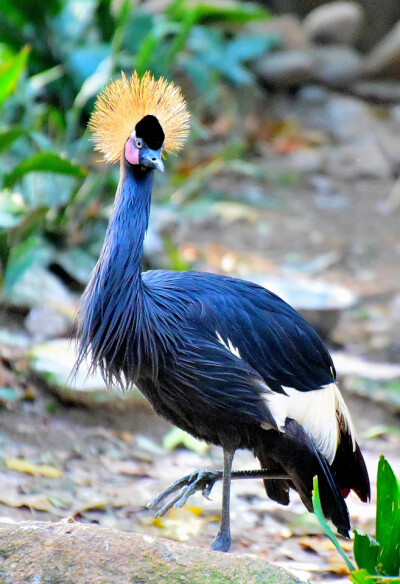 动物世界，东非冕鹤
