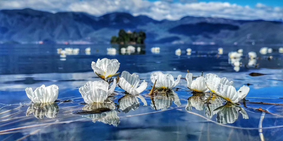 泸沽湖上的波叶海菜花 当地人称“水性杨花”