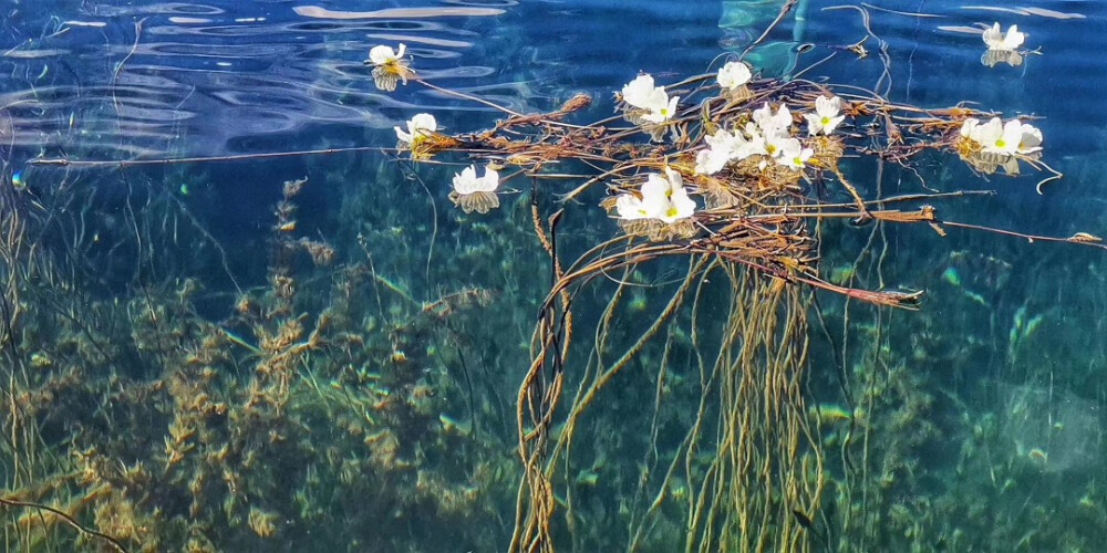 (/ε＼*)给你花花❤
泸沽湖海藻花