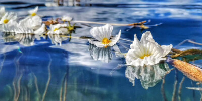 (/ε＼*)给你花花❤
泸沽湖海藻花