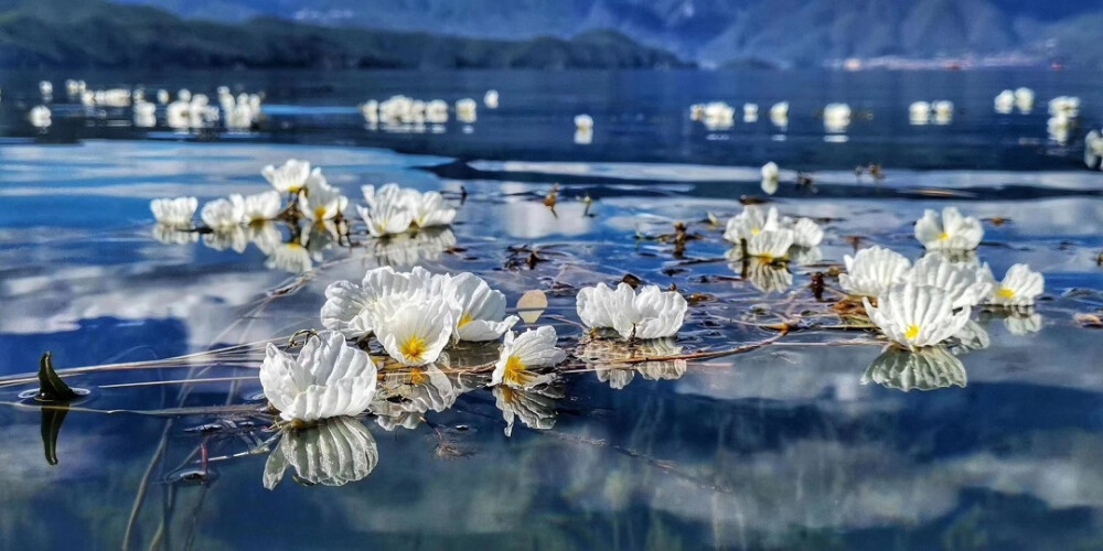 (/ε＼*)给你花花❤
泸沽湖海藻花