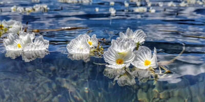 (/ε＼*)给你花花❤
泸沽湖海藻花