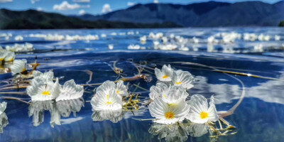 (/ε＼*)给你花花❤
泸沽湖海藻花