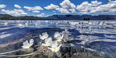 (/ε＼*)给你花花❤
泸沽湖海藻花