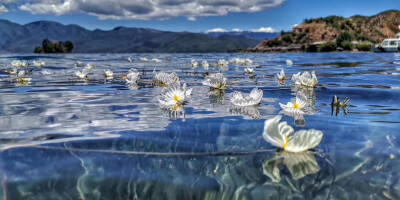 (/ε＼*)给你花花❤
泸沽湖海藻花