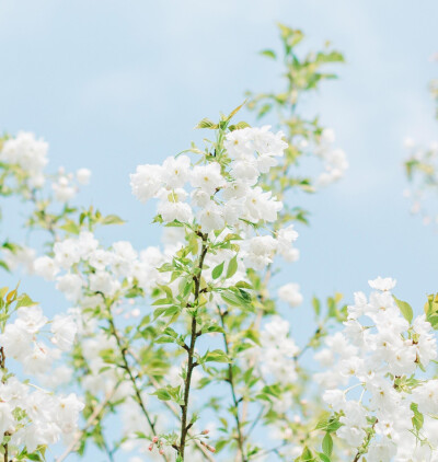 春天里的繁花似锦