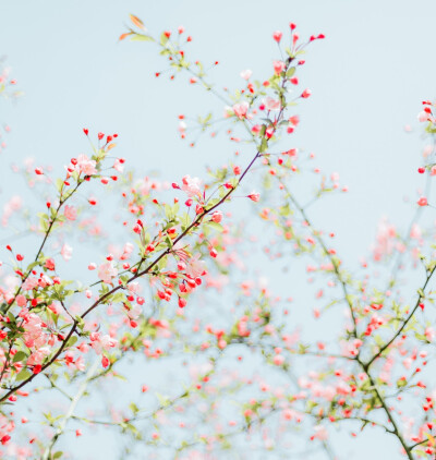 春天里的繁花似锦