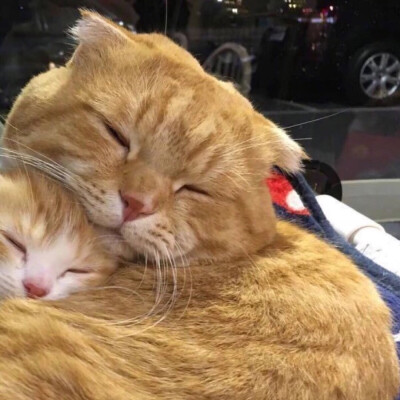 搞怪猫咪情侣头像