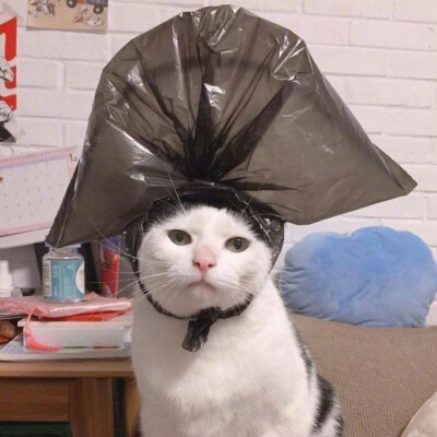 搞怪猫咪情侣头像