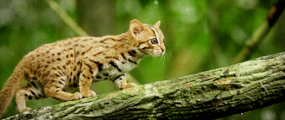 锈斑猫是世界上最小的猫，生活在斯里兰卡的雨林里。可爱至极！