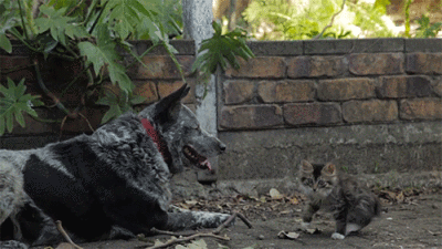 路遇恶犬，果断选择装疯卖傻...