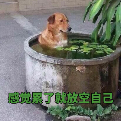 不断循环的心路历程(๐•̆ ·̭ •̆๐