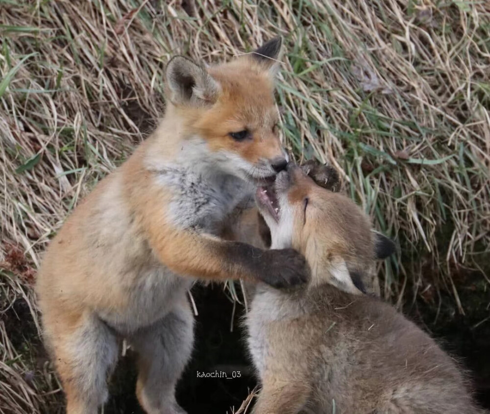 野生狐狐幼崽玩耍的时候经常会kiss到，温馨的感觉