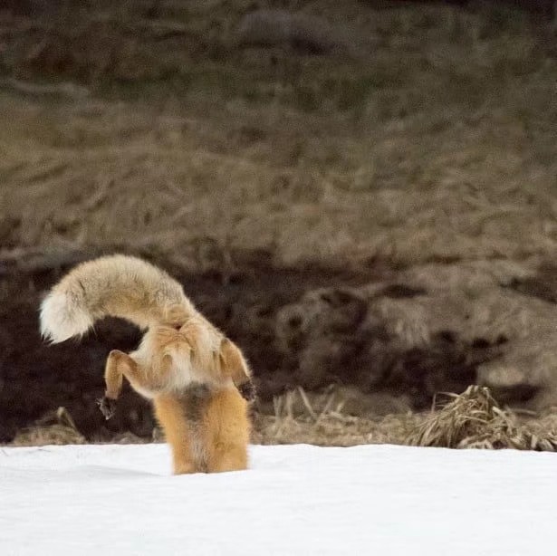 狐狸捕猎 屁股真的太可爱了