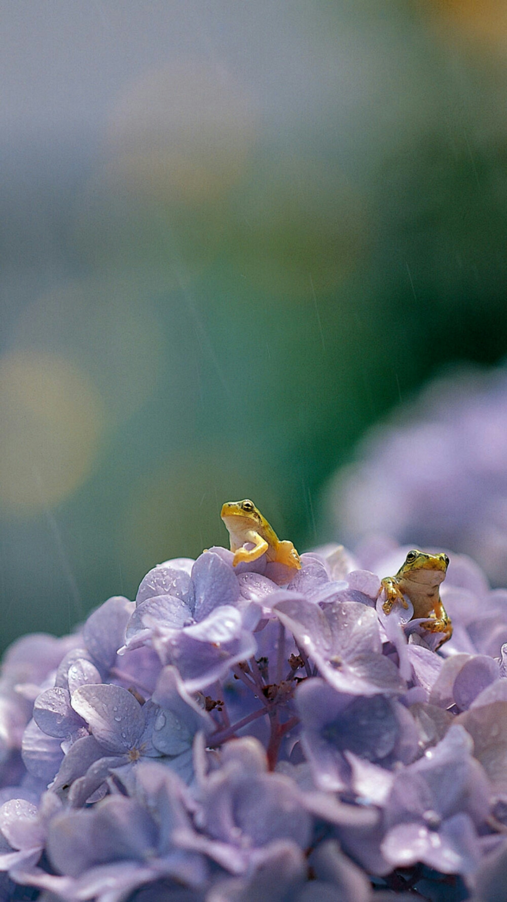 大叶绣球花上的一对日本树蛙