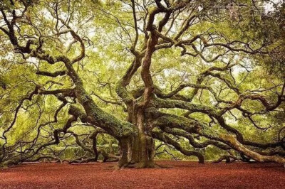 美国南卡罗莱纳的天使橡树：现在有20米高，估量有400到500年。