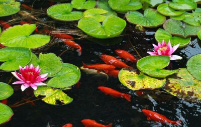 鲤戏月游池底蓝锦缠身群鳞抚月华烟波飘渺水声潺潺犹伴荷下欢