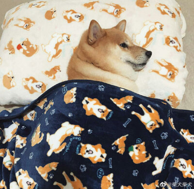 别狗的夜生活 VS 我的夜生活 Instagram：shibainu.gaku/kenji.shibainu