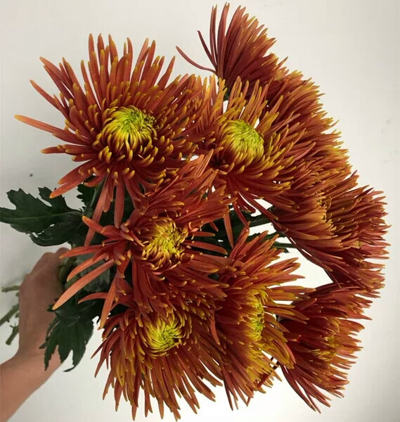 鲸鲸茶色安娜菊