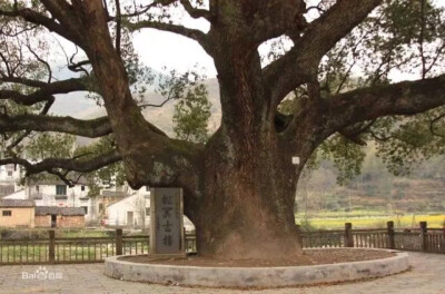 中国最大的古樟树，被称为千年古樟，位于全州县大西江镇锦塘村委王家村，是世界樟木中年龄最长的（达千年以上）古樟树，其树径最大 处需13人环抱，树高34米，胸围径10。 76米，树荫覆盖面积达2134平方米，下部有53根…