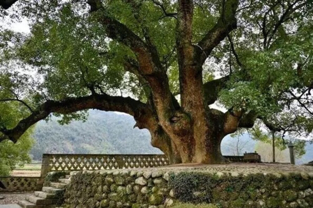 中国最大的古樟树，被称为千年古樟，位于全州县大西江镇锦塘村委王家村，是世界樟木中年龄最长的（达千年以上）古樟树，其树径最大 处需13人环抱，树高34米，胸围径10。 76米，树荫覆盖面积达2134平方米，下部有53根大小不一的树根露在地表，总长达241米。