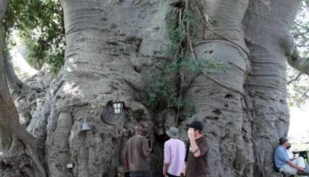 在南非有一棵上千年的巨树“猴面包树”，这棵树背后更加有趣的地方，你能进走这个树里喝上一杯啤酒。