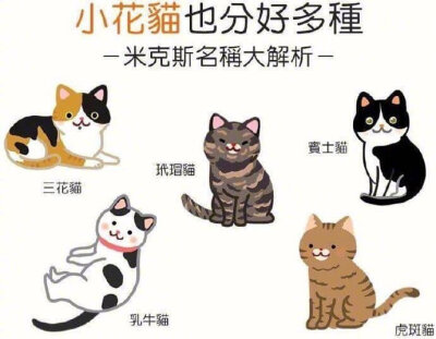 猫知识