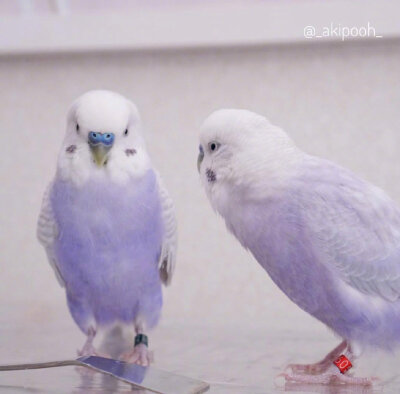 香芋色的虎皮鹦鹉