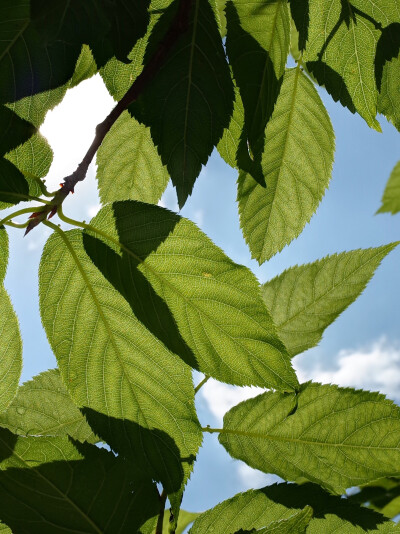 我悠哉游哉邀请我的灵魂，
弯腰闲看一片夏天的草叶。
——沃尔特·惠特曼《草叶集》
