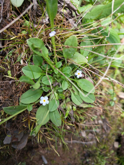 附地菜photo by Double