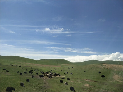 蓝天有白云，草原有牛羊。